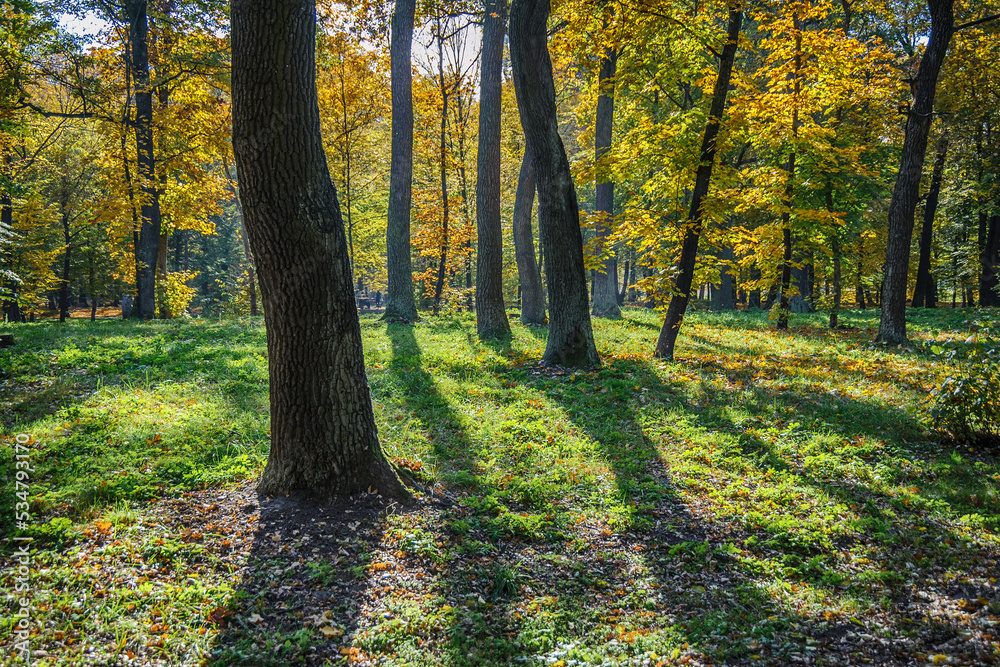 Obraz premium Sunbeam among yellow autumn trees in the forest.