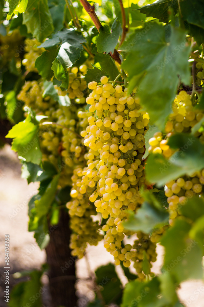 Fototapeta premium Clusters of grapes close up. Vineyard before harvest. Ripe harvest for drying raisins. Hot Summer. View from above.