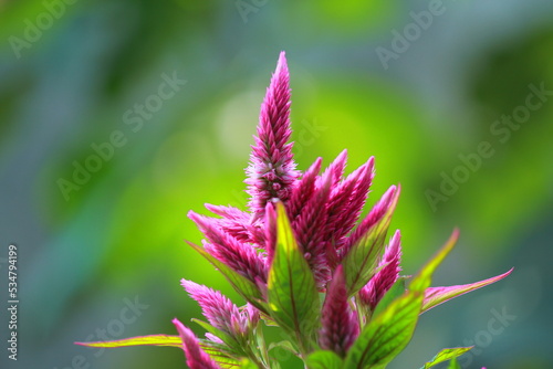 Plumed cockscomb Celosia flower natural  photo