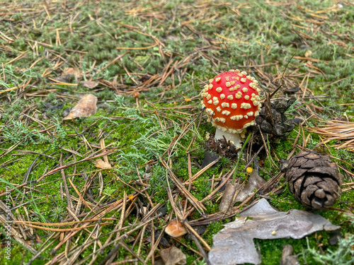 amanita muscaria fly agaric