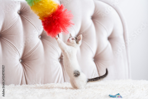 little kitten playing with a brush