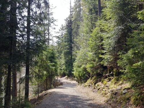 path in the woods in mountains