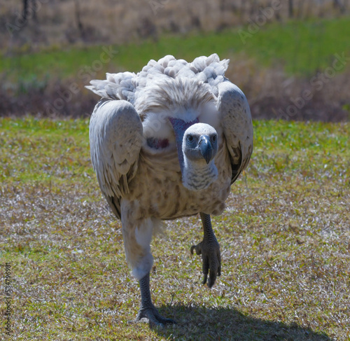 Cape Griffon vulture in Drakensberg South Africa photo