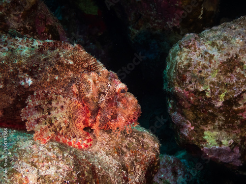 Tasseled Scorpionfish (Scorpaenopsis oxycephala), firefish or goblinfish on a reef in the Red Sea, Egypt.  Underwater photography and travel. photo
