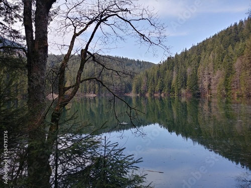 lake in the forest. Lake Synevyr in spring