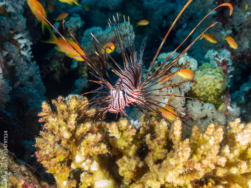 Red lionfish (Pterois volitans) or zebrafish is a venomous coral reef fish in the Red Sea, Egypt. Underwater photography and travel.