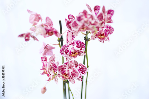 Fototapeta Naklejka Na Ścianę i Meble -  pink and white orchid