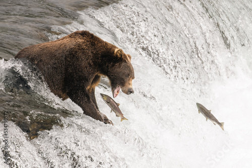 Wild grizzly brown bear on top of Brooks Falls in Katmai, Alaska with his mouth open prepared to catch a leaping sockeye salmon fish with his sharp teeth.  photo