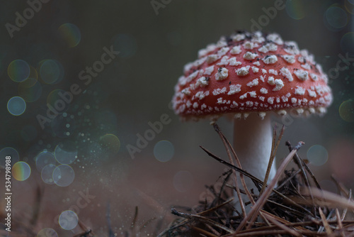 Beautiful - Red Fly Agaric Mushroom in Forests - Amanita Muscaria - Toadstool - Close-Up - Herbst Stimmung - Waldpilz - Glückspilz - Fliegenpilz - Colorkey - Background - Mushroom in the Woods