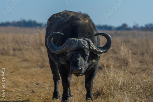 African Buffalo bull portrait with big horns photo