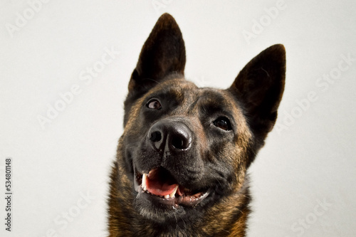 Photography Portrait of an adorable black dutch shepherd dog