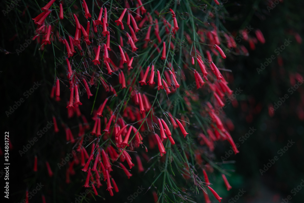 Dark blurred photo of firecracker plant red flowers on black backround Dark blurred photo of firecracker plant red flowers on black backround