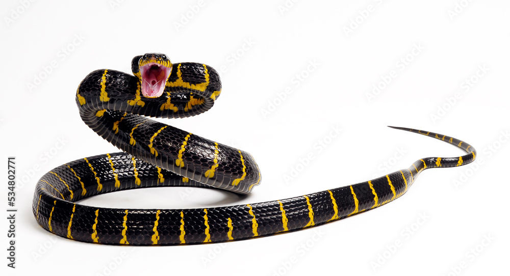Naklejka premium Mangrove snake // Mangroven-Nachtbaumnatter (Boiga dendrophila)