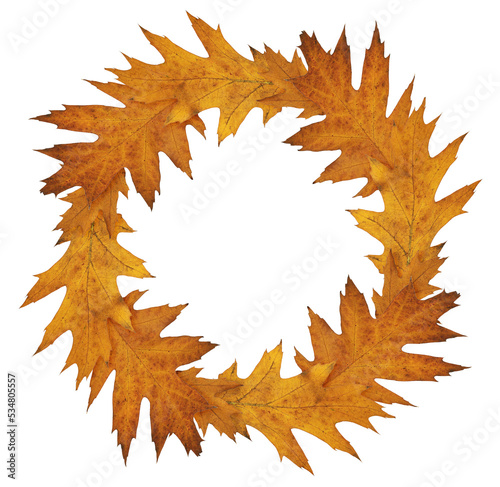 Autumn red oak leaves in a ...