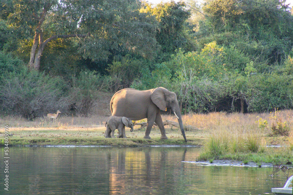 Fototapeta premium Elephant mother and baby by the river, Zambia