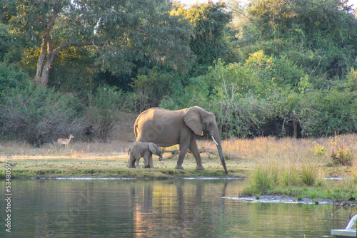 Elephant mother and baby by the river  Zambia