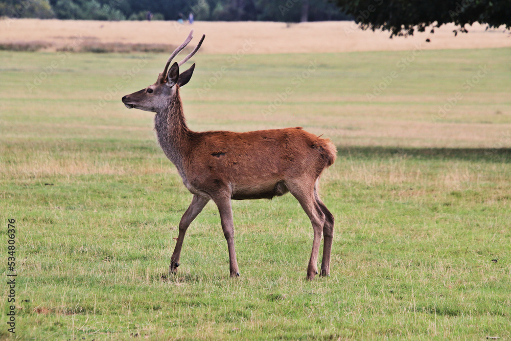 Fototapeta premium A close up of a Red Deer