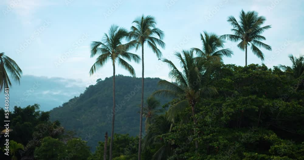 Wonderful Asian tropical landscape with mesmerizing mountains, palm trees, birds flying in a clear blue sky, white clouds on a beautiful summer hot day. Adventure. Discover. Travel and tourism concept Wonderful Asian tropical landscape with mesmerizing mountains, palm trees, birds flying in a clear blue sky, white clouds on a beautiful summer hot day. Adventure. Discover. Travel and tourism concept