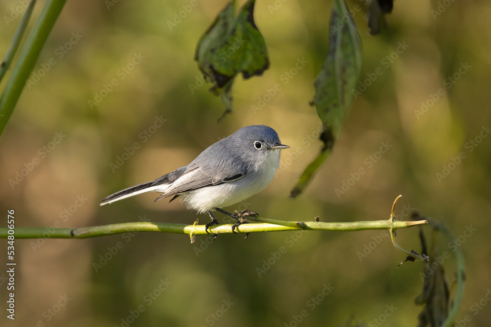 Blue-grey gnatcatcher (Polioptila caerulea) fluffed up on a cool morning in Sarasota, Florida