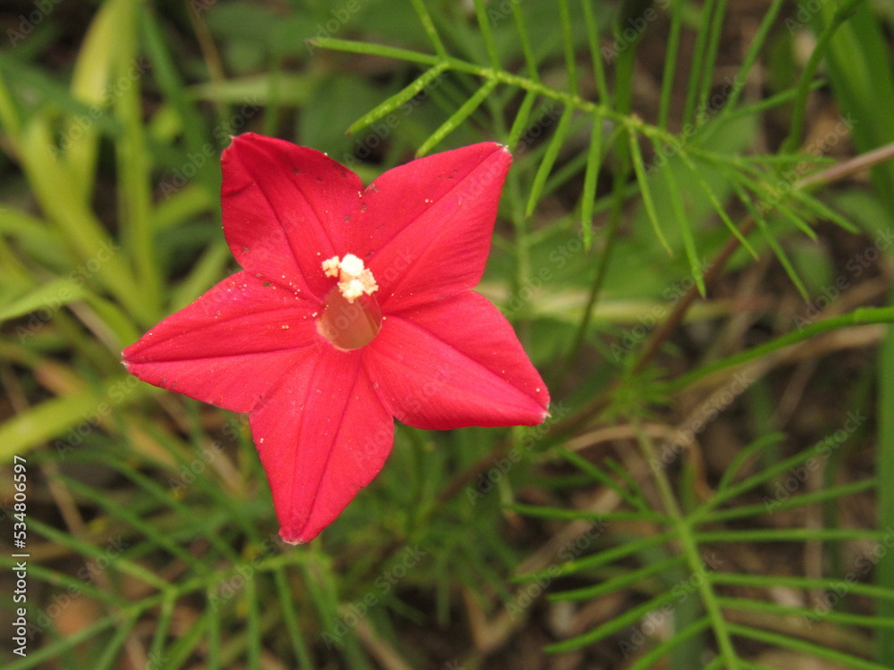 cypress vine (Ipomoea quamoclit) is a perennial climbing plant of the genus Ipomoea belonging to