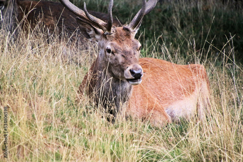 A close up of a Red Deer