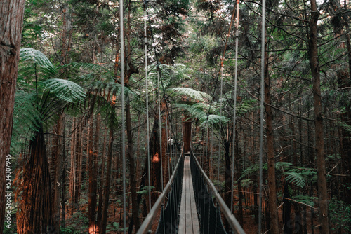 long narrow wooden walkway between two trees in the middle of a large lush forest redwood treewalk, rotorua, new zealand