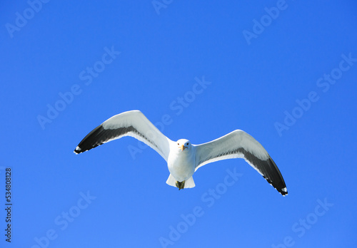 Hartlaub s gull  Chroicocephalus hartlaubii  in flight  with wings extended against a vivid blue sky background  Walvis Bay  Namibia