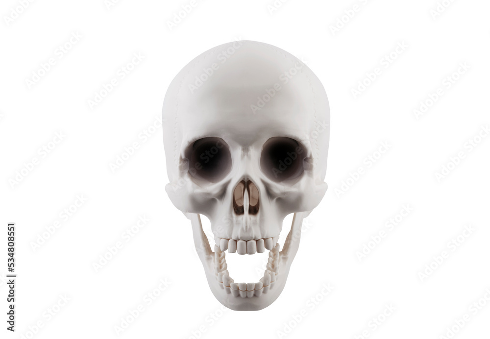 Human skull with open jaw isolated on white background with clipping path Human skull with open jaw isolated on white background with clipping path