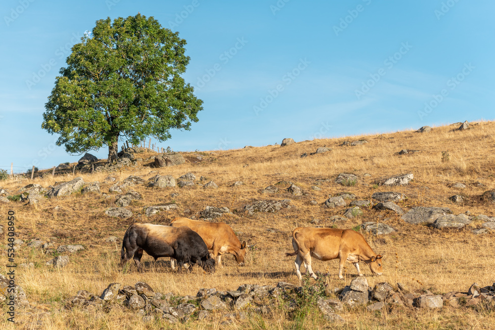 Fototapeta premium Bull and Aubrac cows in a dry pasture in summer.
