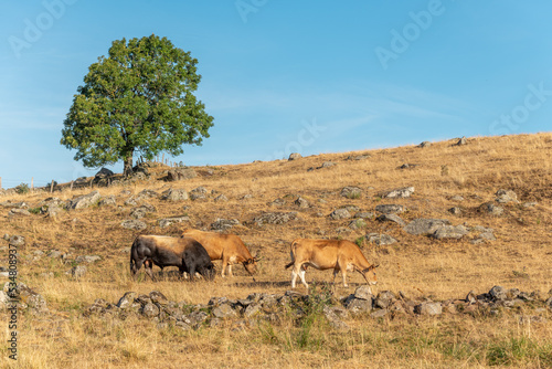 Bull and Aubrac cows in a dry pasture in summer.