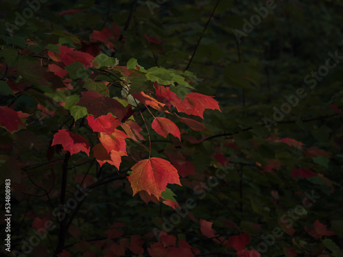 Liście klonu w barwach przechodzących od zieleni w jesienną czerwień