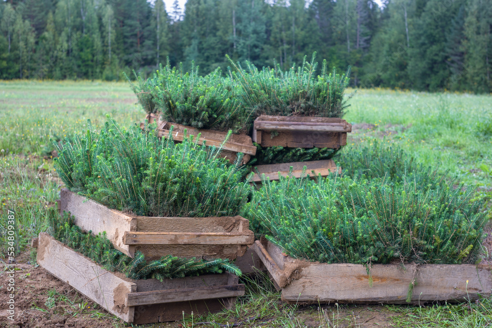 Spruce seedlings are in wooden boxes. Tree seedlings are ready for planting. Spruce seedlings are in wooden boxes. Tree seedlings are ready for planting.