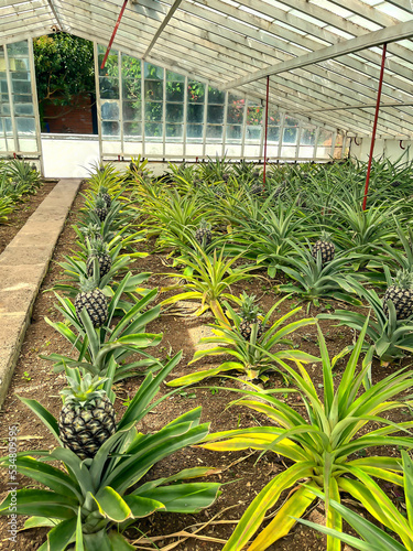 Pineapple fruit grown in a greenhouse. Ripening pineapples in a farm on a plantation