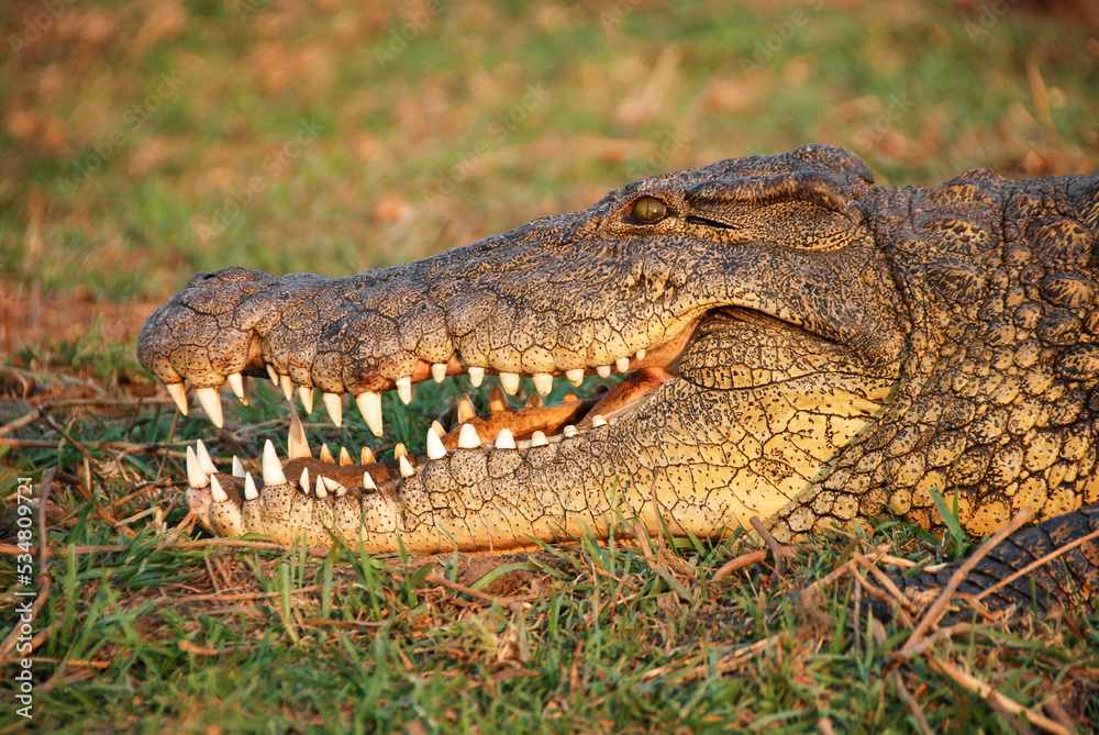 Fototapeta premium Head of a hug nile crocodile with open mouth