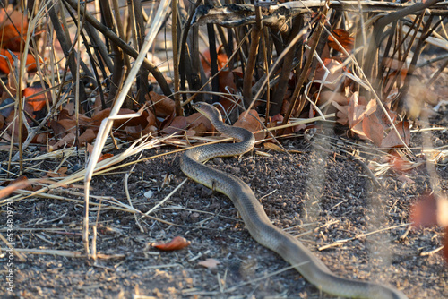 Cobra snake in Hwange National Park photo