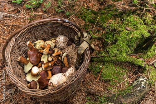 Mushroom Boletus in wicker basket. Autumn Cep Mushrooms. Spring Boletus edulis detail. Cooking delicious organic food mushroom. Edible mushroom.