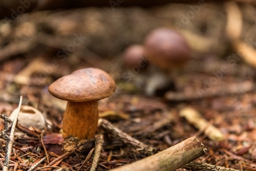 Closeup shot of amazing edible mushroom boletus edulis known as penny bun in forest with blurred background in Czech Republic.  Edible mushroom.