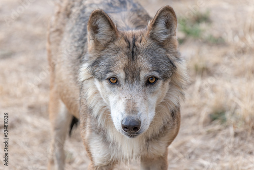 Mongolian wolf  Canis lupus chanco  in Gevaudan Park.