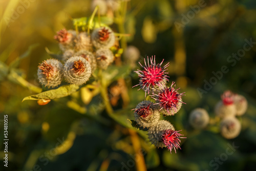 Arctium lappa commonly called greater burdock. Blooming burdock flowers on natural plant background