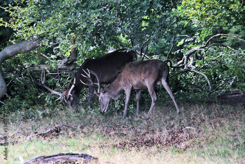 A close up of a Red Deer