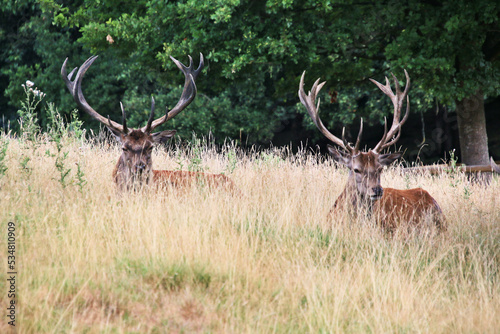 deer in the wild