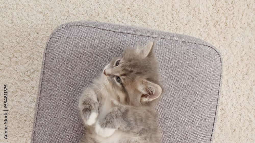 Little Kitten Sleeping. Cat Sleeping on a Chair. Concept of Adorable Cat Pets. High quality 4k footage Little Kitten Sleeping. Cat Sleeping on a Chair. Concept of Adorable Cat Pets. High quality 4k footage