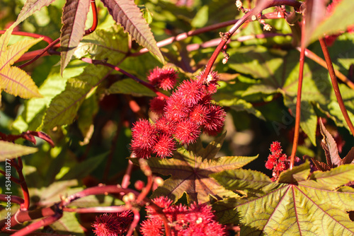 Leaves of Ricinus communis, the castor bean or castor oil plant