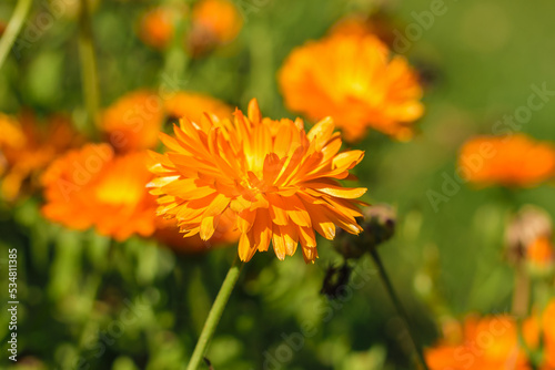 Orange Marigold flower shot from the side in bright sunshine