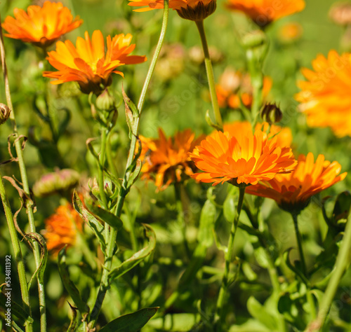 Orange Marigold flower shot from the side in bright sunshine. Blooming marigold flowers