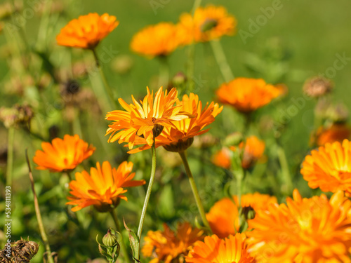 Orange Marigold flower shot from the side in bright sunshine