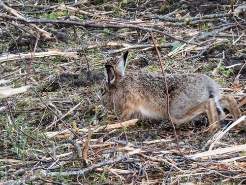 Close-up of the European hare or brown hare (Lepus europaeus) in the fields