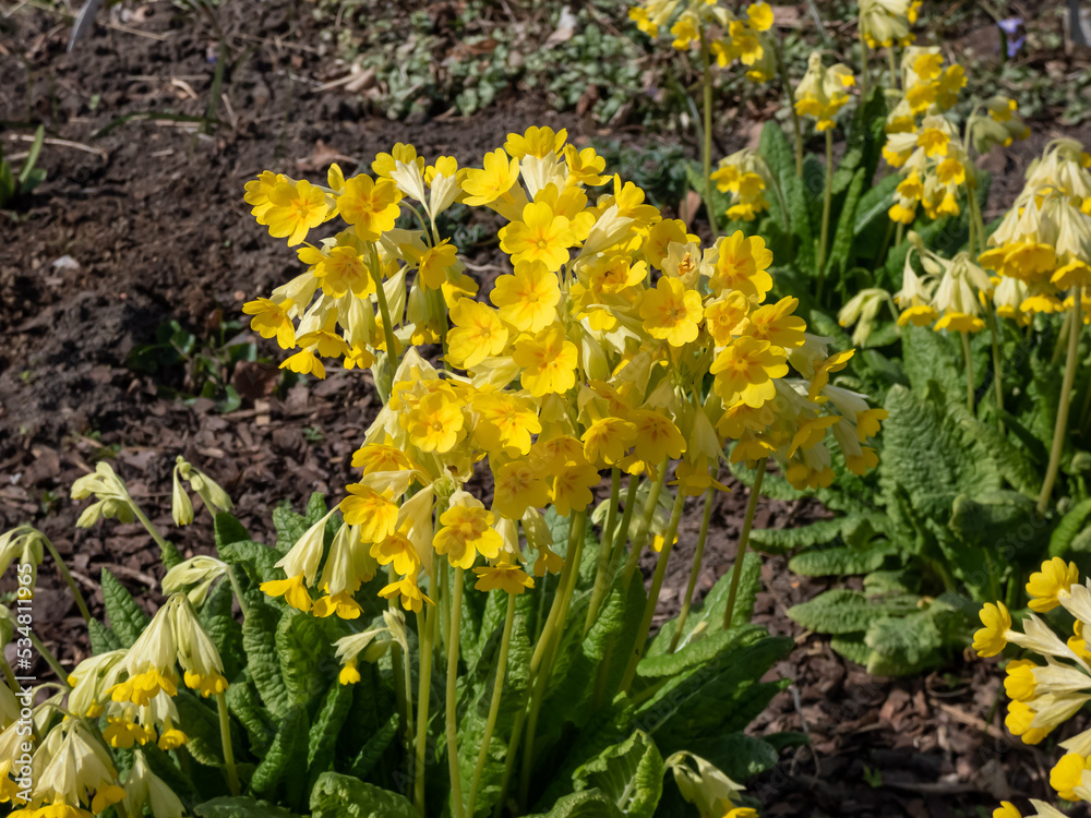 Ruprecht's Primula, Primula elatior or Caucasus Oxlip (Primula ruprechtii) flowering with nodding, soft yellow, fragrant flowers from spring to early summer