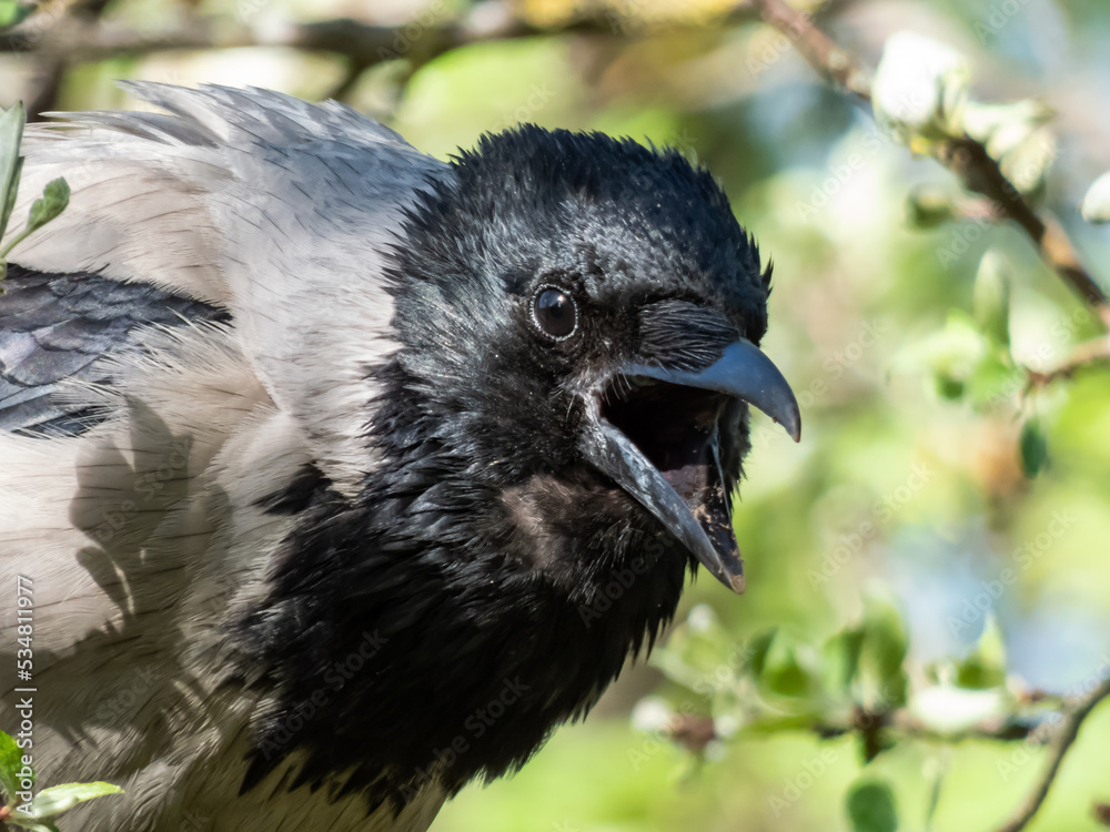 Fototapeta premium Beautiful close-up shot of the hooded crow (Corvus cornix) sitting on a tree branch among green leaves with blue sky in the bacground