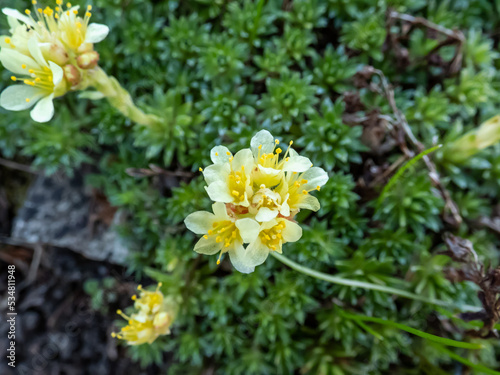 Close-up of Saxifrage (Saxifraga sp.) flowering with white and yellow flowers of five petals in rock garden in sunlight photo